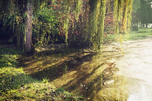 Buschige Weide über dem See im Herbst — Stockfoto