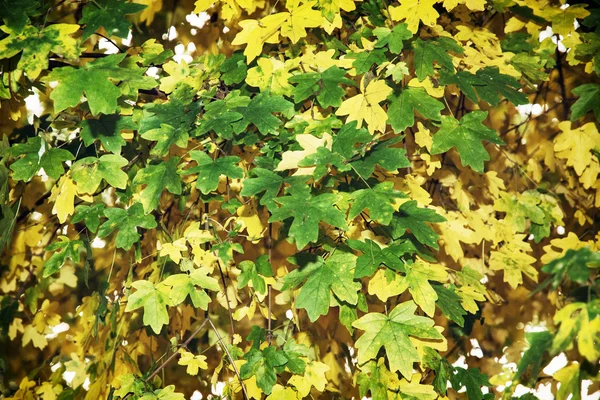 Beautiful green and yellow leaves — Stock Photo, Image