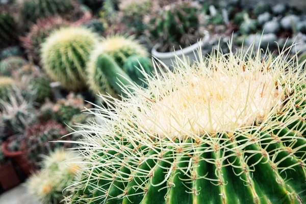 Büyük Echinocactus bitki — Stok fotoğraf