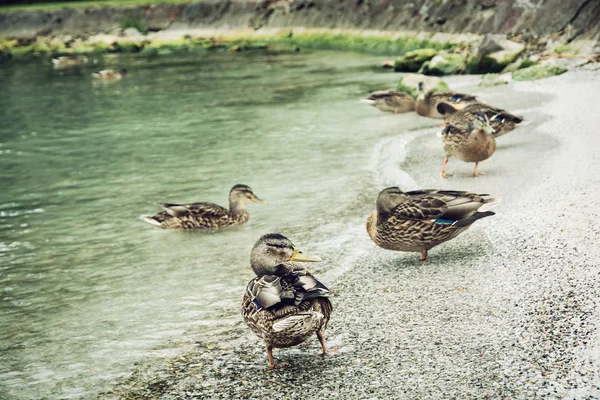 Divoká kachna divoká na břehu jezera — Stock fotografie