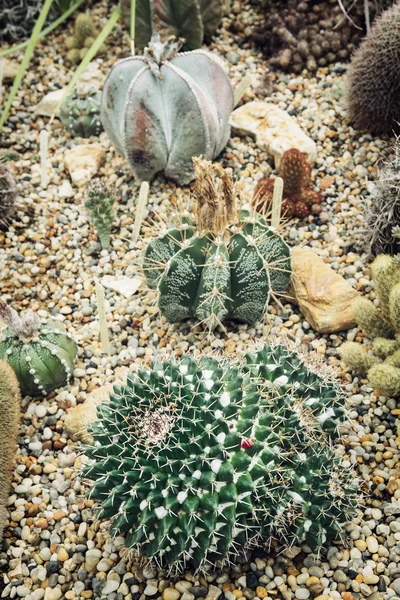 Olika kaktusar — Stockfoto