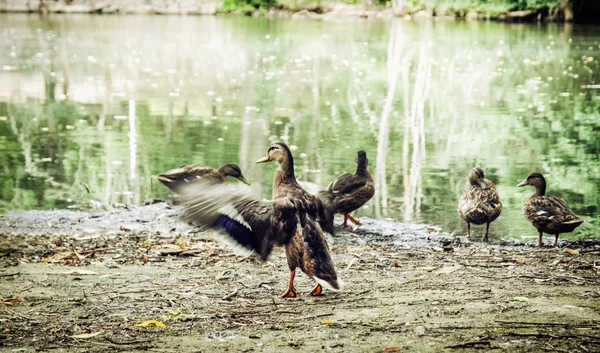 Göl kıyısında vahşi yeşilbaş ördekler — Stok fotoğraf