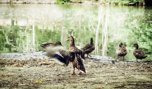 Wilde wilde eend eenden op de oever van het meer — Stockfoto