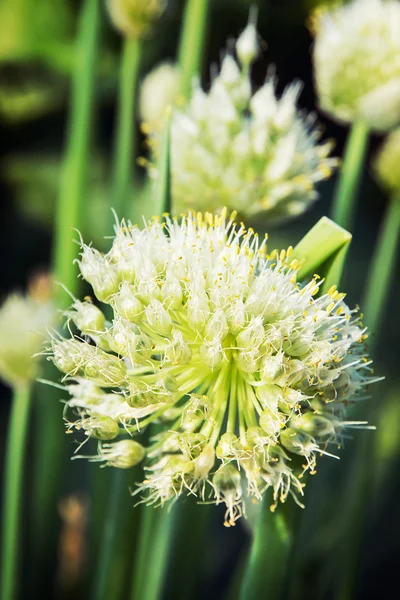 Bela cebola planta — Fotografia de Stock