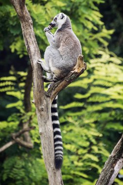 Ağaç dalı üzerinde oturan ve besleme ring-tailed Maki