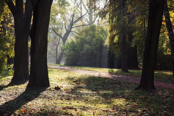 Deciduous trees in autumn park — Stock Photo, Image