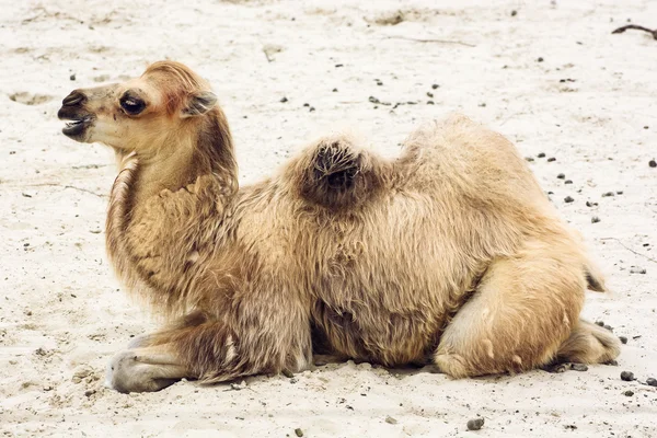 Young bactrian camel — Stock Photo, Image