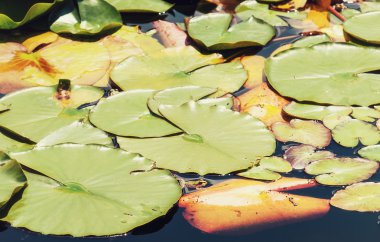 Yeşil nilüferler karanlık su