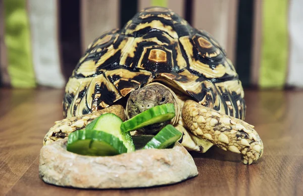 Carino tartaruga leopardo sta alimentando cetriolo verde — Foto Stock