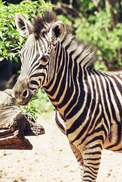 Портрет горной зебры Хартмана (Equus zebra hartmannae ) — стоковое фото