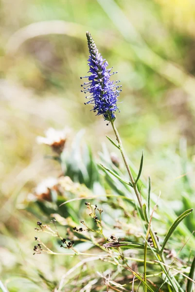 Вероника пряная (Pseudollabmachion spicatum) летом — стоковое фото