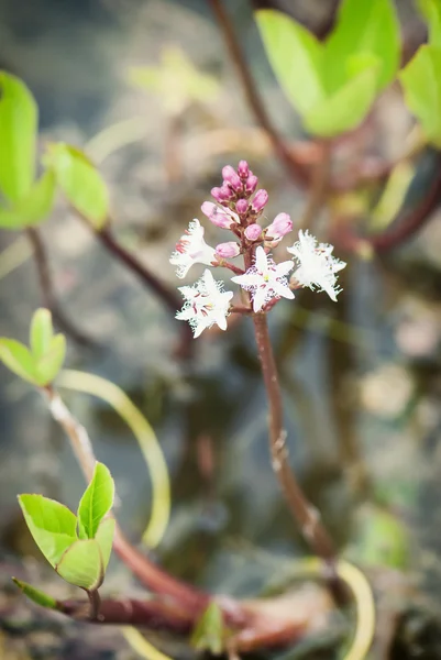 Pequenas flores brancas — Fotografia de Stock