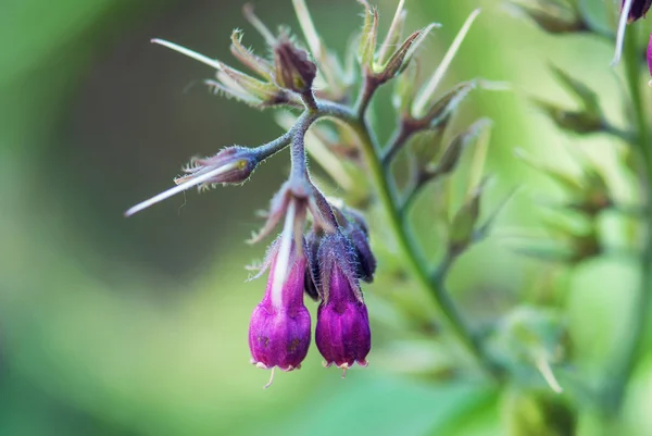 Kleine paarse bloemen — Stockfoto