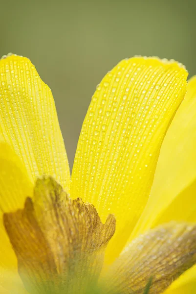 Makro fotografii žlutý Narcis — Stock fotografie
