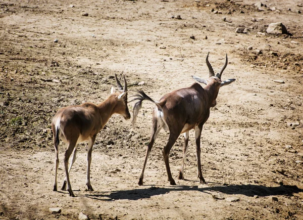 Pár antilopy chůzi — Stock fotografie