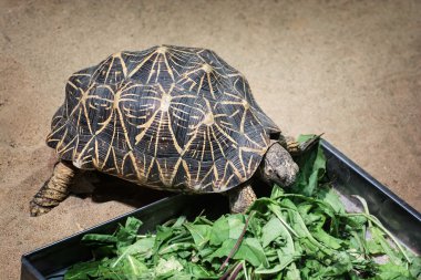 radyasyonlu kaplumbağa (astrochelys radiata)
