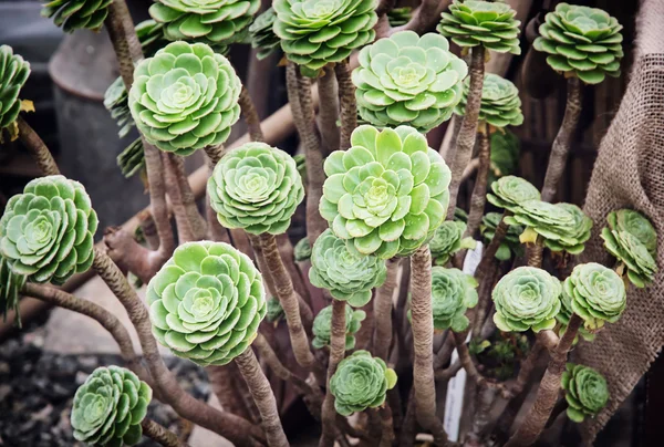 Speciale succulente installatie — Stockfoto