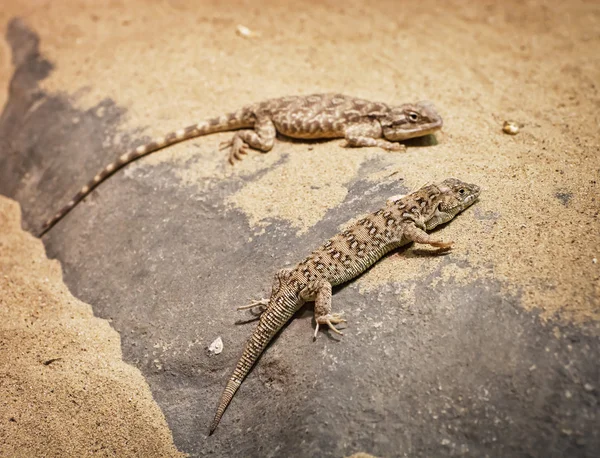 Central bearded dragon (Pogona vitticeps) — Stock Photo, Image