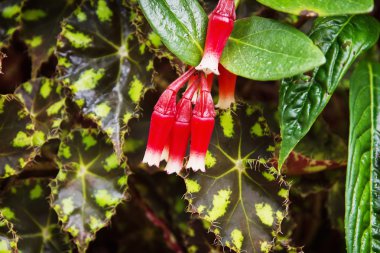 Macleania cordifolia çiçek
