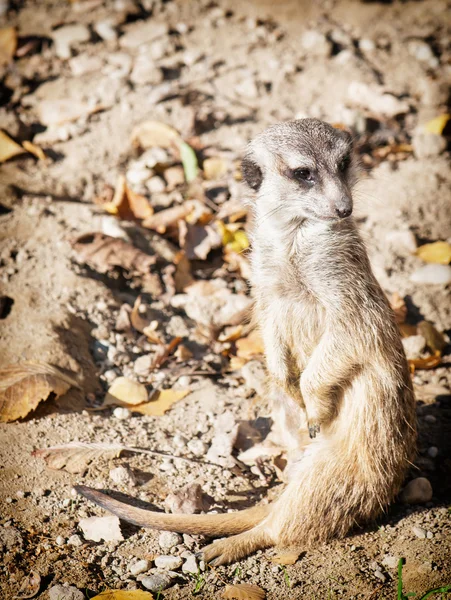 Meerkat lub suricate — Zdjęcie stockowe