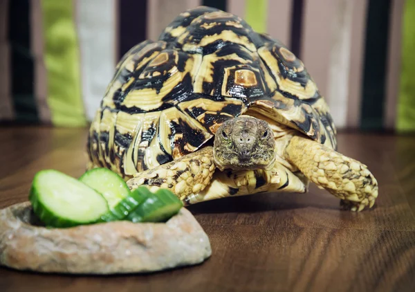 Leopard tortoise close up