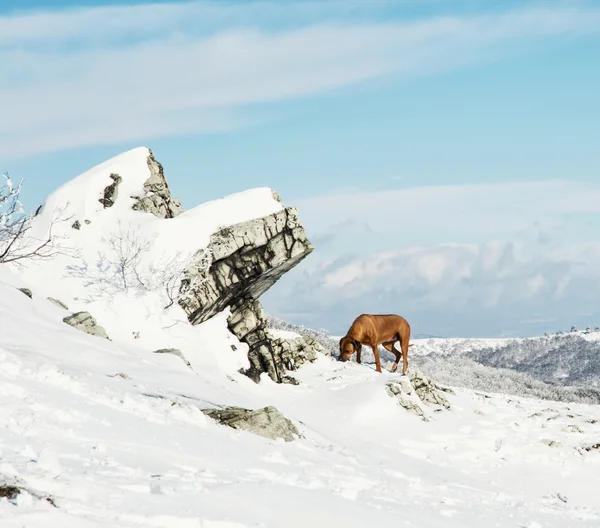 Vizsla Hund in der verschneiten Winterlandschaft — Stockfoto