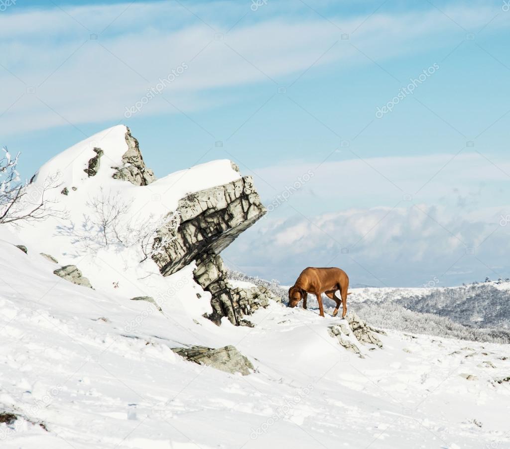 Vizsla dog in the snowy winter landscape