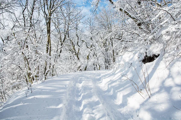Passeio turístico na paisagem nevada do inverno — Fotografia de Stock