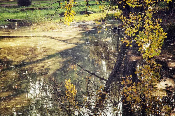 秋、自然の情景に湖のブナの木 — ストック写真