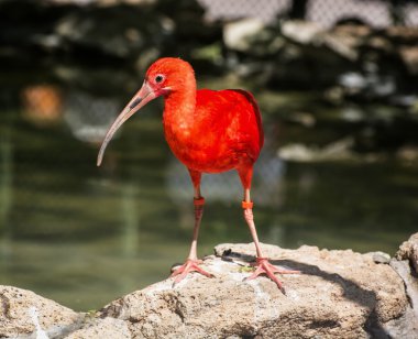 Kızıl aynak (Eudocimus ruber), hayvan sahne