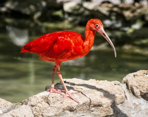 赤ショウジョウトキ (Eudocimus シリコンゴム)、動物肖像画 — ストック写真