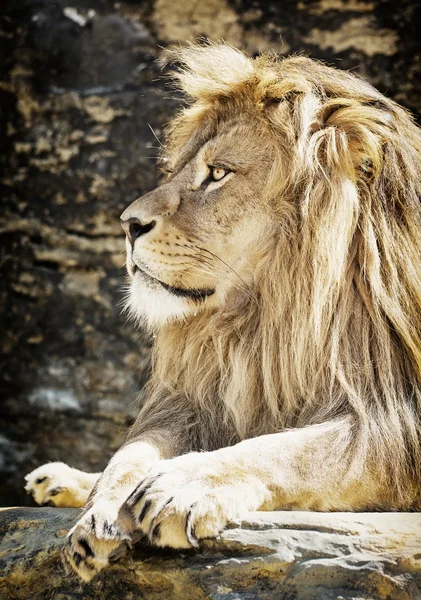 Berberlöwe-Porträt (Panthera leo leo), Tierszene lizenzfreie Stockfotos