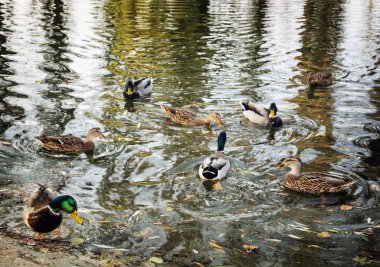 Grup vahşi yeşilbaş ördek gölet, mevsimsel doğal sahne