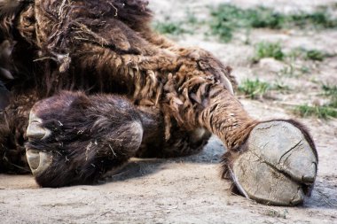 Bactrian deve toynak detay (Camelus bactrianus), hayvan Tema