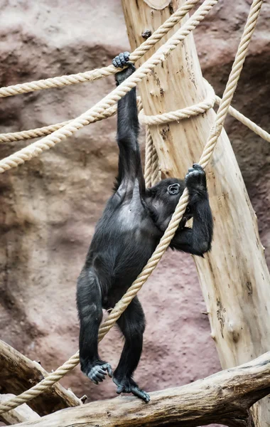 Joven gorila de tierras bajas occidentales, escena animal — Foto de Stock