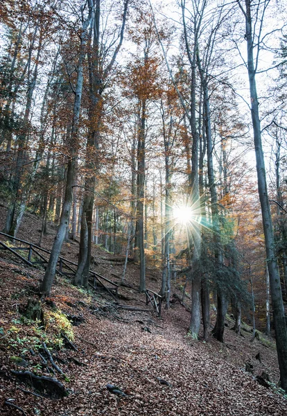 Sonbahar yaprak döken orman ve parlayan güneş, doğal mevsimlik scener — Stok fotoğraf