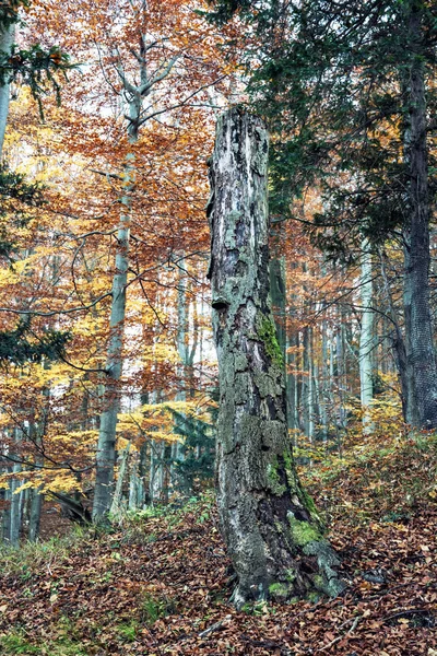 Νεκρό δέντρο στο δάσος το φθινόπωρο φυλλοβόλα, πολύχρωμο εποχιακά φυ — Φωτογραφία Αρχείου