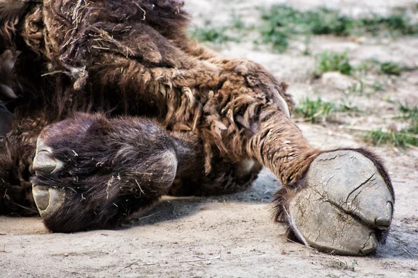 Bactrian camel's hoof detail (Camelus bactrianus), animal theme — Stock Photo, Image