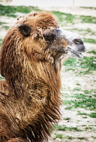 フタコブラクダの肖像画、ユーモラスな動物シーン — ストック写真