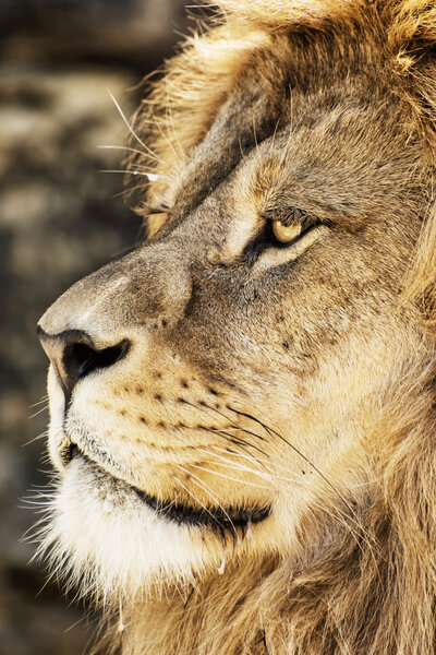 Portrait of a Barbary lion (Panthera leo leo). Animal background. Endangered animal species.