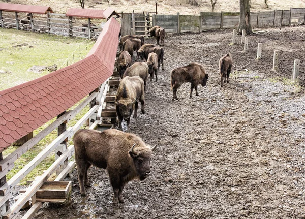 Group of European bison in the fenced paddock, animal scene — Stock Photo, Image