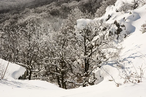 Laubweißer Wald im Winter, natürliche Szenerie — Stockfoto