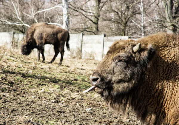 European bison (Bison bonasus) grazes the grass and tongue out — Stock Photo, Image
