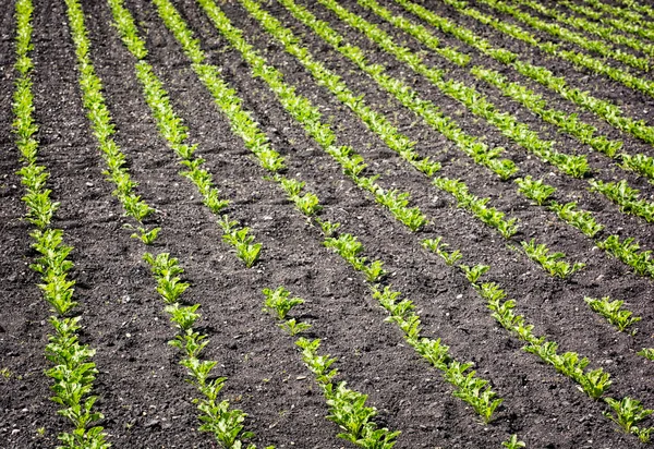 Seedlings crop field in spring, agricultural theme — Stock Photo, Image