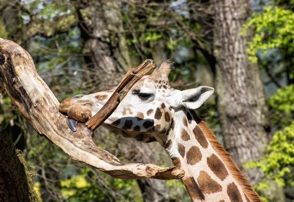 木の枝、動物の肖像画を舐めているロスチャイルドのキリン — ストック写真