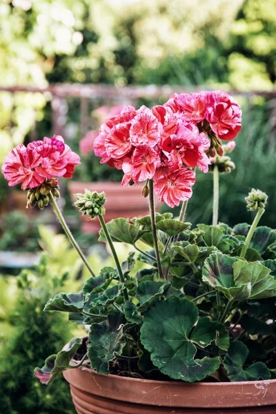 Potted pink Pelargonium flowers (Pelargonium hortorum) in the ga — Stock Photo, Image