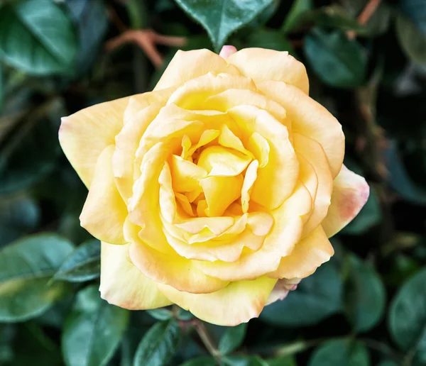 Detail photo of one yellow rose — Stock Photo, Image