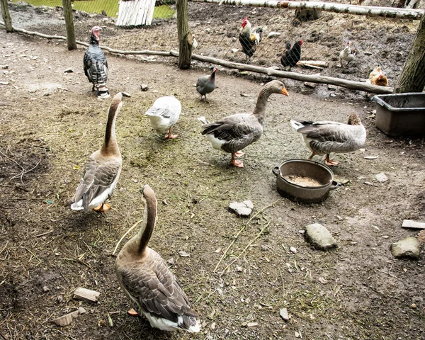Gänse, Hühner und Truthähne auf dem Hof, Tierthema — Stockfoto