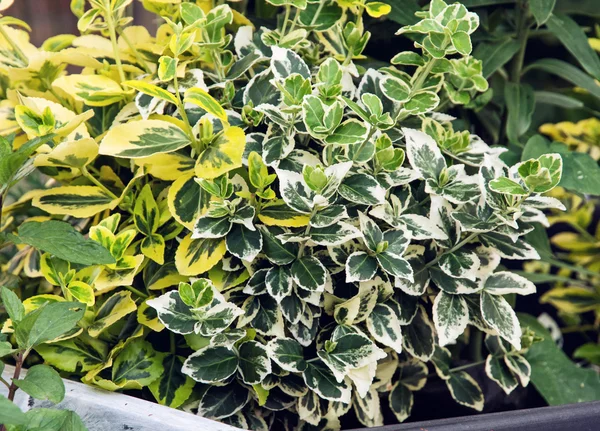 Ağlayan incir (Ficus benjamina), tema Bahçe