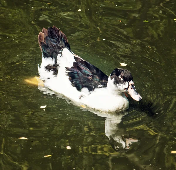 Hermoso pato con reflejo en el lago, foto animal detallada — Foto de Stock